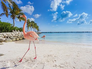 Zdjęcie kierunku: Aruba